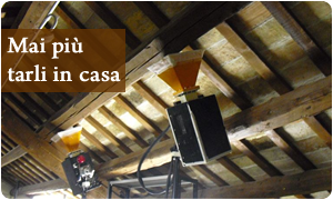 Trattamenti antitarlo efficaci, sicuri e garantiti? quelli di ... Come debellare i tarli del legno