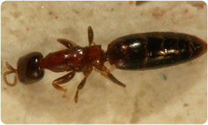 scleroderma domesticus