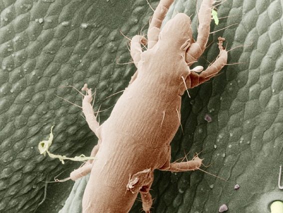 Pyemotes ventricolus