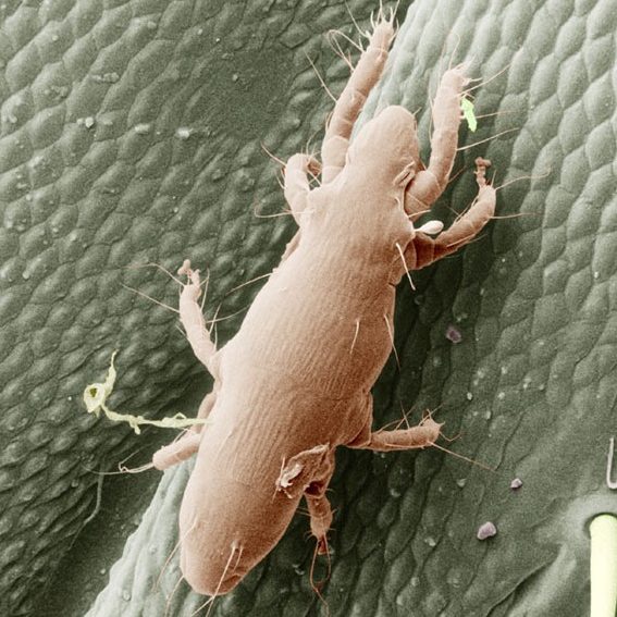 Pyemotes ventricolus